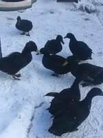 IMG_20181230_091301.jpg