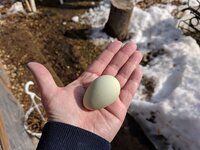Pearl's 1st egg.jpg