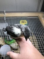IMG_4811.JPG