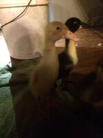 IMG_3428.JPG