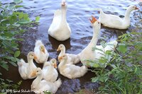 geese.jpg