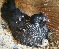 joan jett with 2 chicks.jpg