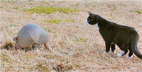 armadillo (3 of 1).jpg