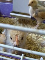 chick4.jpg