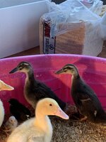 4173DEE0-6C81-4393-A753-909A4536E3D0.jpeg