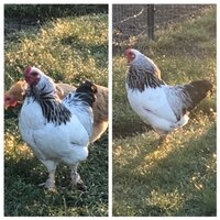 rooster.jpg