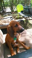 Scout - backyard.jpg
