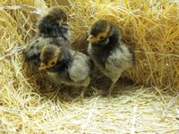 Golden laced.jpg
