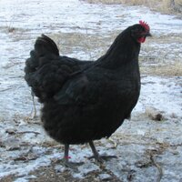 2018 replacement pullet.jpg