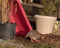 Red-Legged Partridge.jpg Red-Legged Partridge.jpg