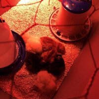 chick.jpg
