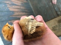 chick2.jpg
