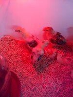 IMG_20190329_122641888.jpg