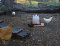 all chicks and Maggie in coop 2.jpg