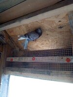 IMG_20190330_135156.jpg