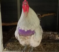 20180709_152804.jpg