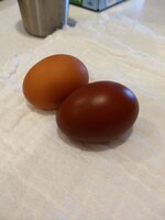 IMG_20190330_160045558.jpg