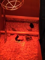 IMG_2982.JPG
