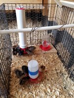 coop brooder 2019 2.jpg coop brooder 2019 2.jpg