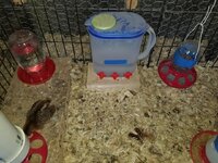 2019 brooder 3.jpg 2019 brooder 3.jpg