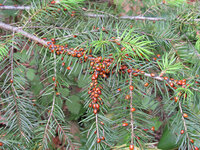 Lady Bugs on branch.jpg