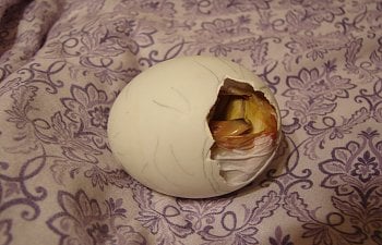 Hatching - helping the duckling in trouble
