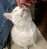 Keiko at the vet nose boop 4-2-19.jpg