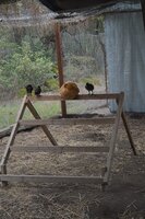 Maggie shows chicks to roost.jpg