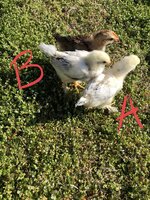 097F2399-B138-4BC2-9578-03C7628E7433.jpeg