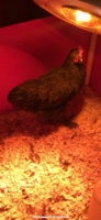 216D68F8-29E7-4CB5-BC03-CE5C730AB984.png
