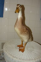 DSC03646.JPG