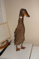 DSC03466.JPG