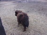 April 4, 2018 calves 014.JPG