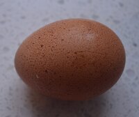 Sadies first egg.jpg