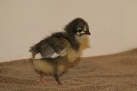 IMG_7636.JPG