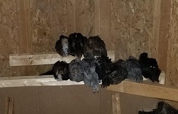 2019 brooders gone roosted first night 4 half weeks old 1.jpg