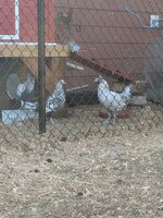 IMG_20190329_161945.jpg