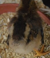 big wings 5 days old.jpg big wings 5 days old.jpg