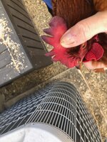 IMG_7146.jpeg