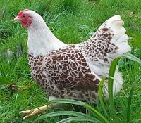 bantam-hen-eggs-861-best-galos-e-galinhas-images-on-pinterest-backyard-chickens.jpg