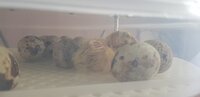 hatchling.jpg