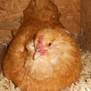 Buff Orpington X Easter Egger