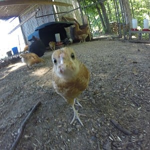 Buff Orpington X Gold Laced Wyandotte