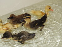 DSCN6954.JPG