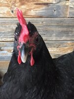 Nana3.jpg