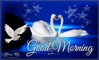 g morn swans.gif