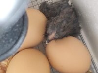 First_Chick_Black.jpeg First_Chick_Black.jpeg
