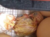Second_Chick_Yellow.jpeg Second_Chick_Yellow.jpeg