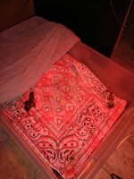 IMG_20190412_114727819.jpg