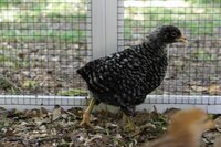 DSC_1172.NEF.jpg